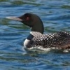 loon